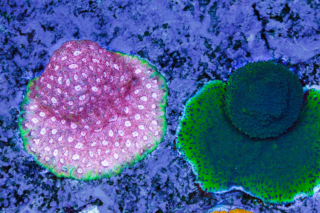 The Difference Between LPS and SPS Corals