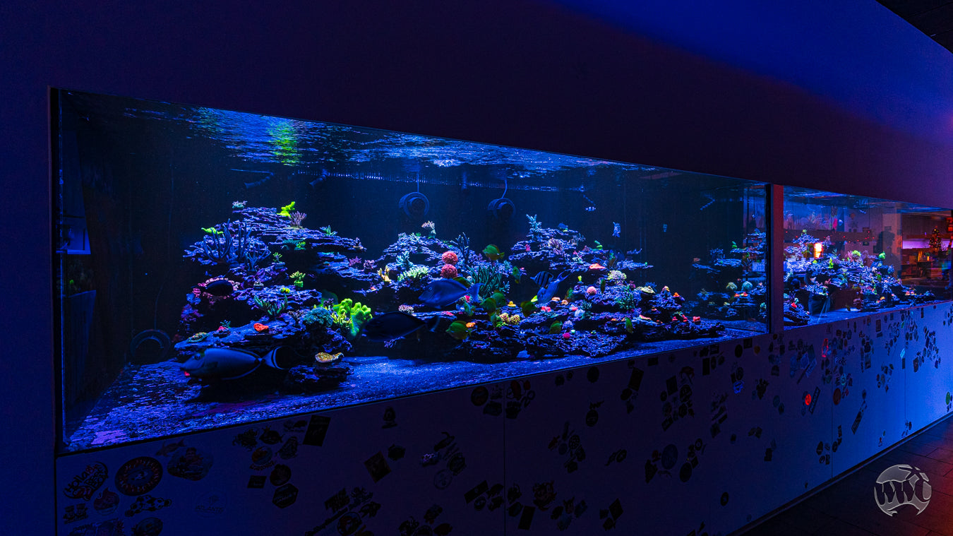 The 4000-Gallon Twin Reef System at the World Wide Corals Superstore