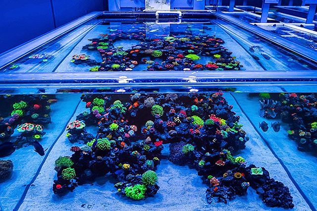 Essential Supplements for the Saltwater Reef Aquarium