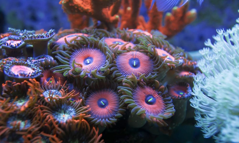 Considerations When Choosing Reef Tank Lighting