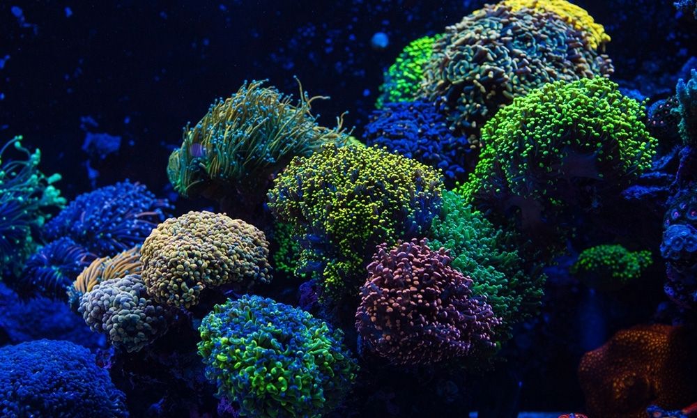 Choosing an Ideal Location for Your Coral Aquarium