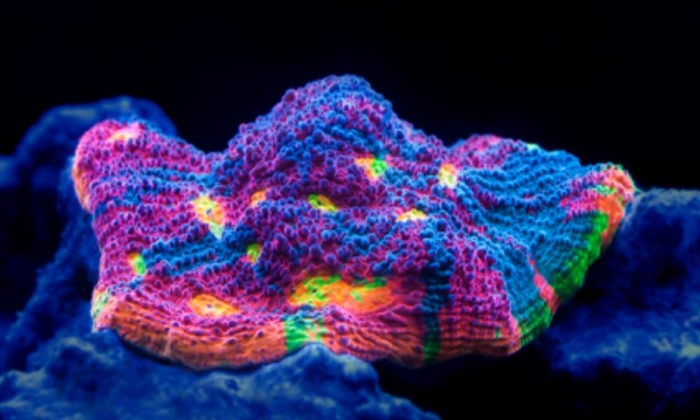 Why Your Corals Are Losing Color