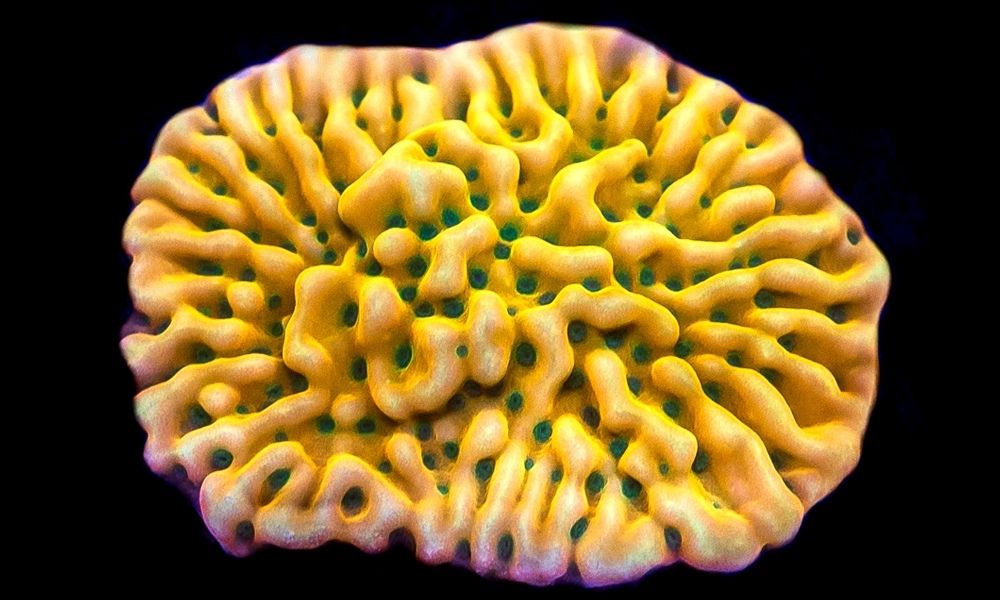 How To Tell if Your Montipora Coral Is Happy and Healthy
