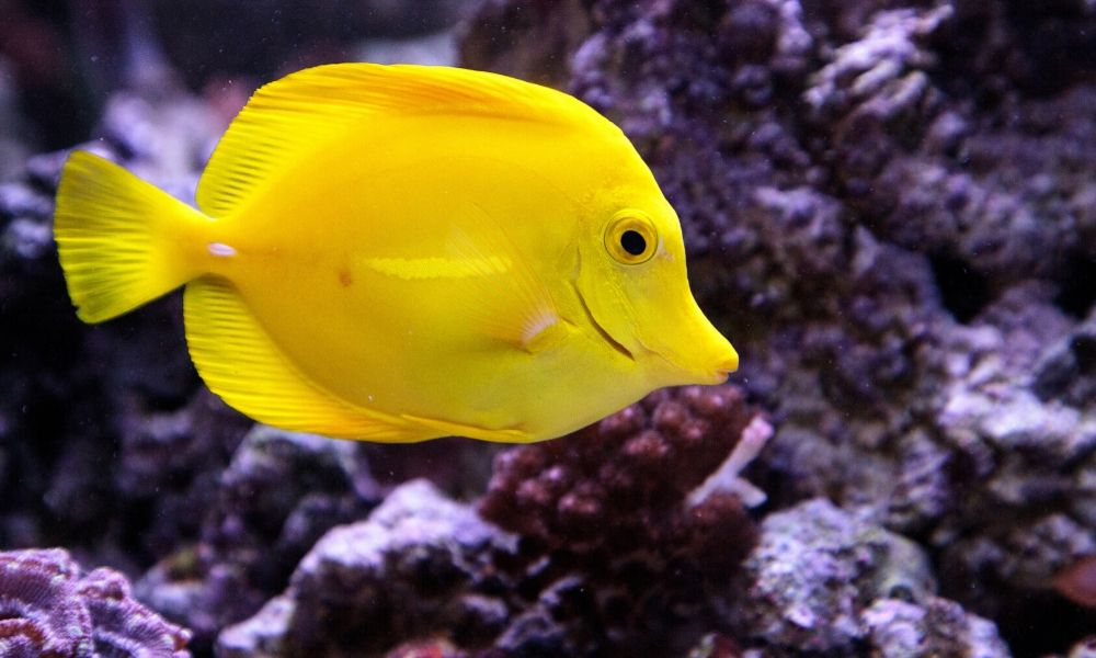 The Most Common Saltwater Aquarium Mistakes