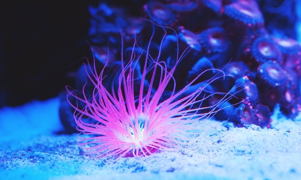 Tips for Changing the Water in Your Saltwater Aquarium