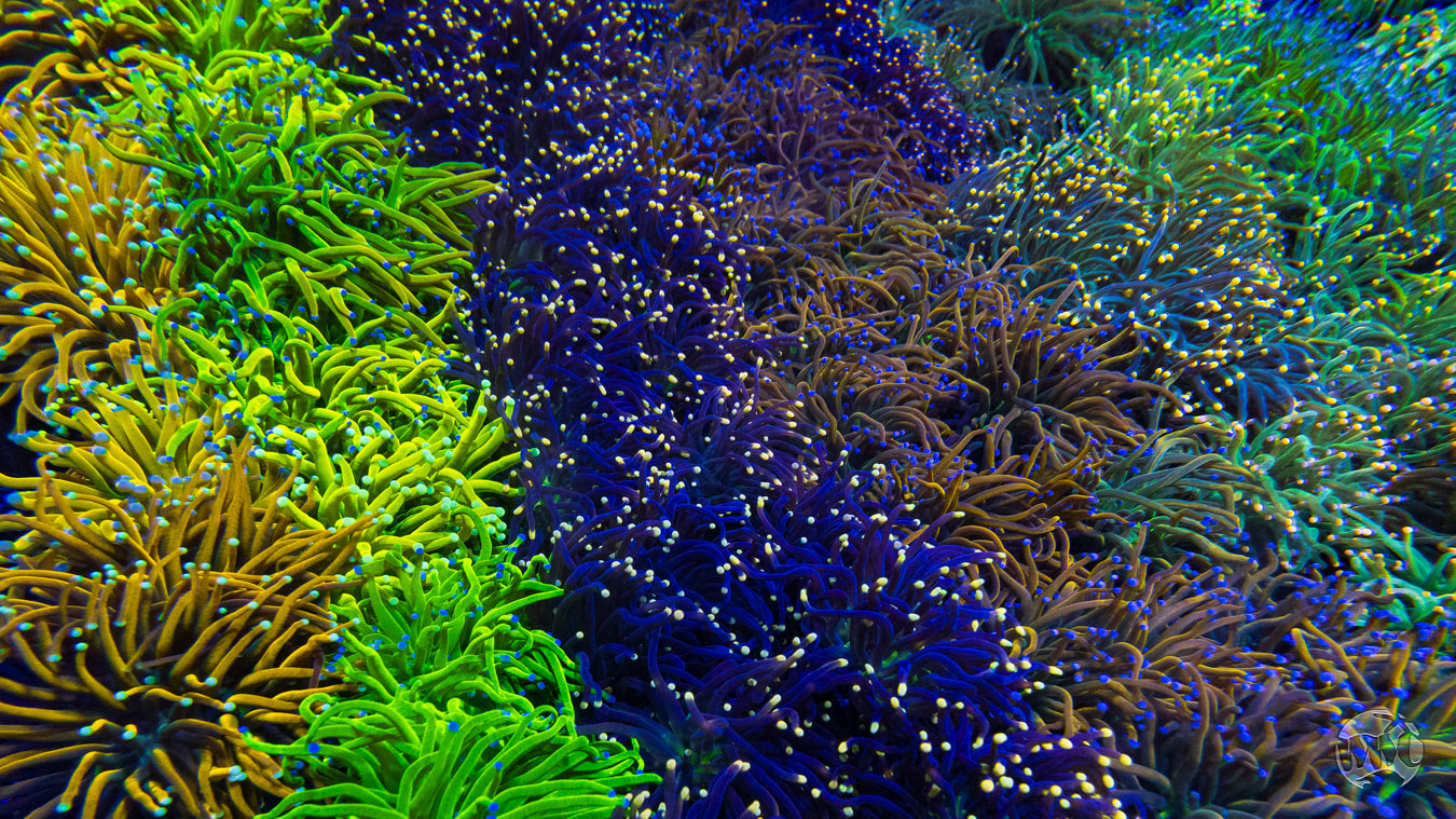 The WWC Guide to Euphyllia Mastery