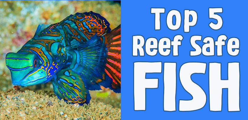 Reef-Safe Saltwater Aquarium Fish