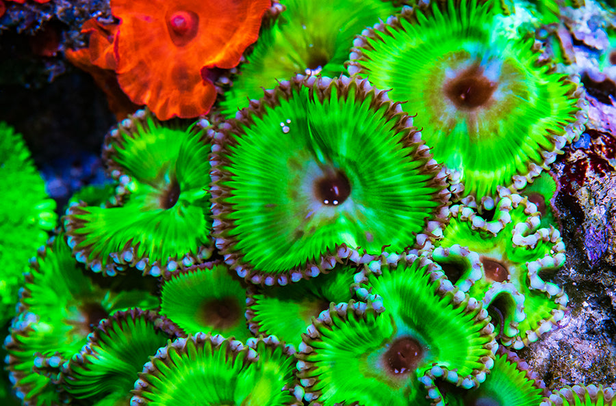 Zoanthid & Palythoa Handling: A Guide for Your Home Aquarium