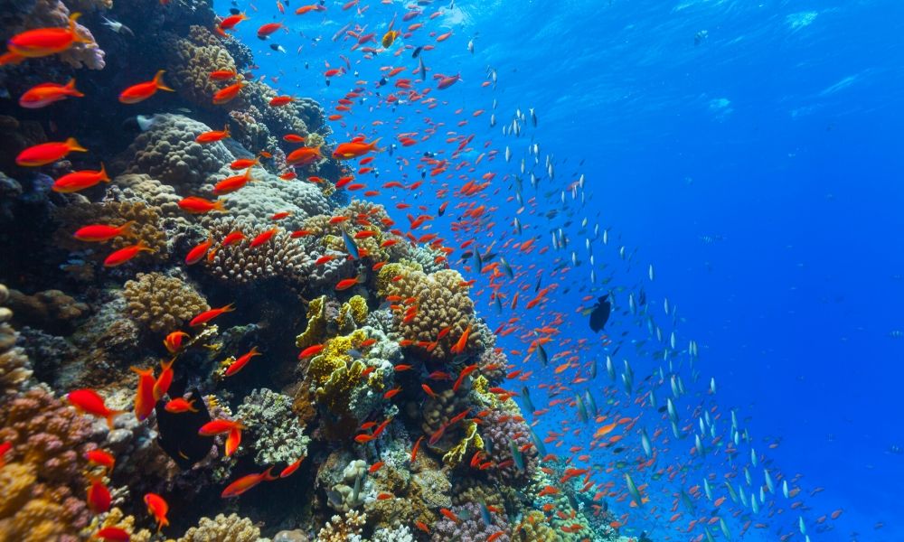 Natural Selections: Where do coral reefs get their food supply