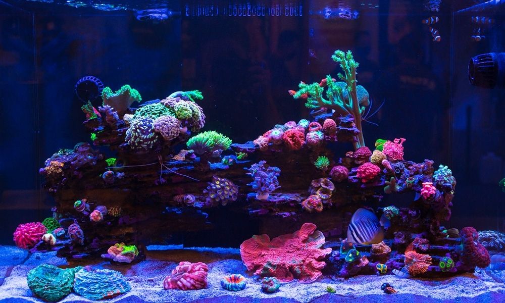 What Is Aquarium Husbandry, and How Can You Improve It?