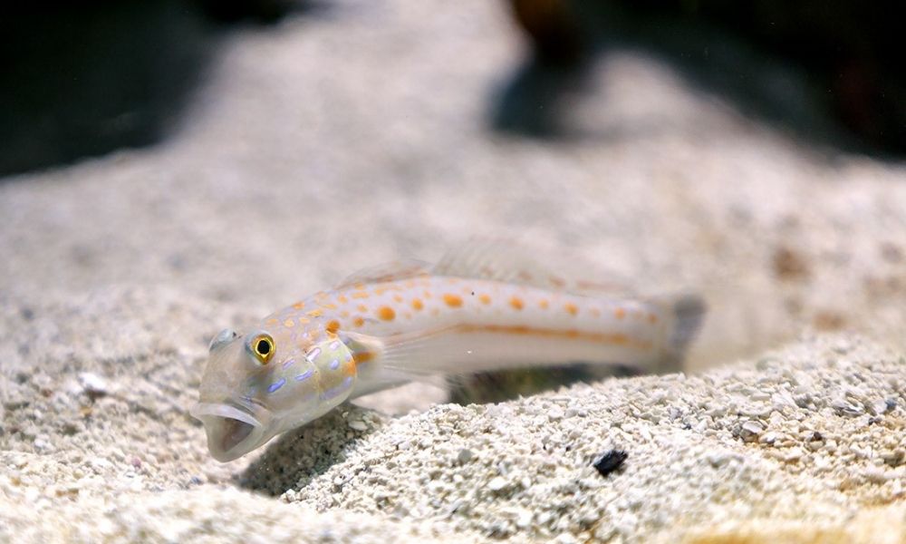 Ways To Keep Your Reef Tank’s Sand Bed Clean