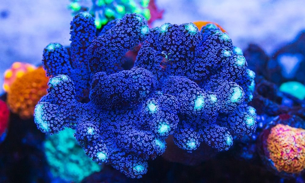 Small Polyp Stony Coral Types and Care Guide