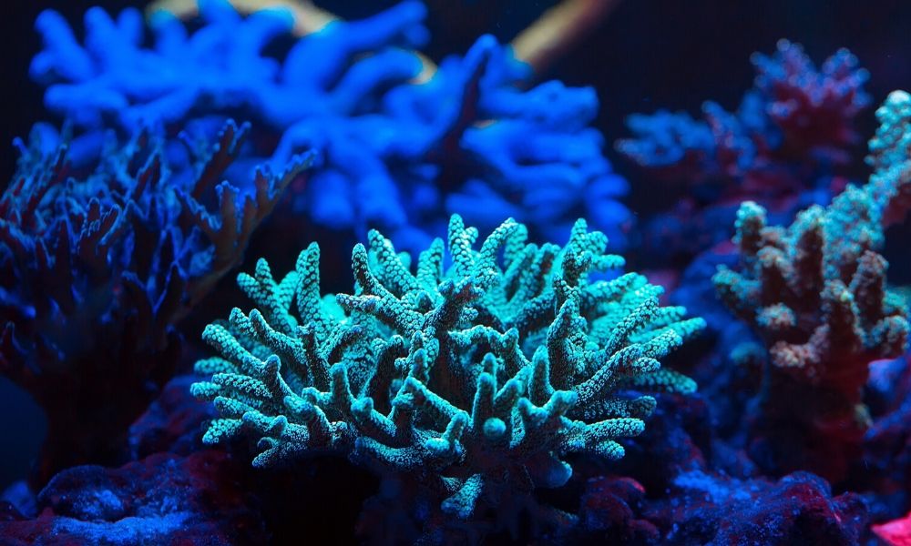 What Influences Coral Coloration