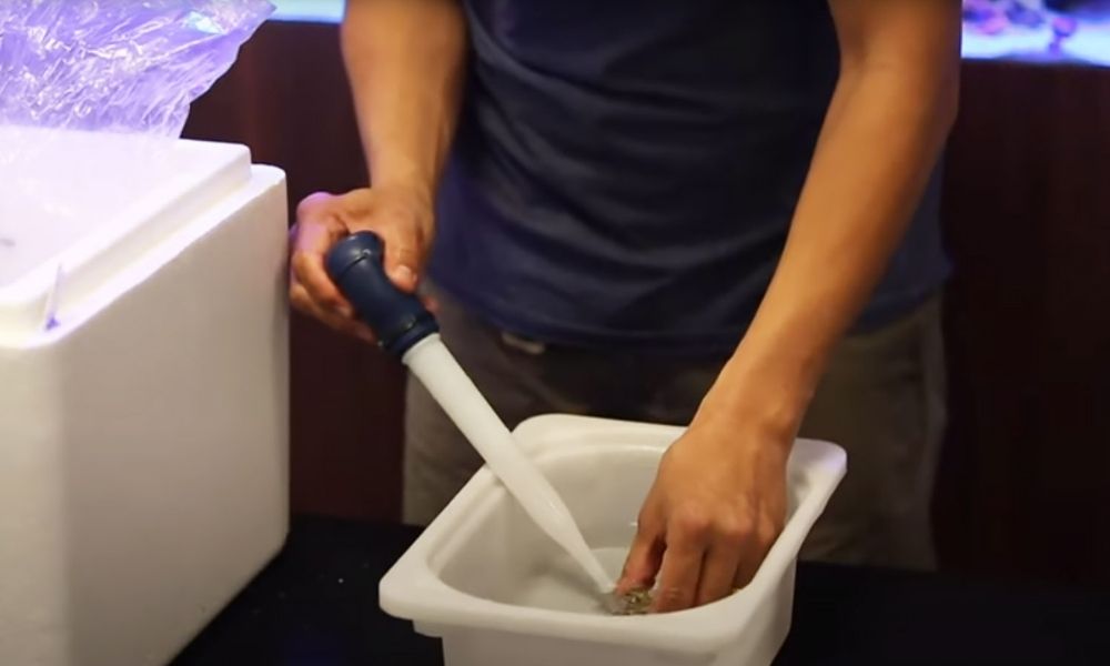 How To Acclimate Corals to an Aquarium: A Guide