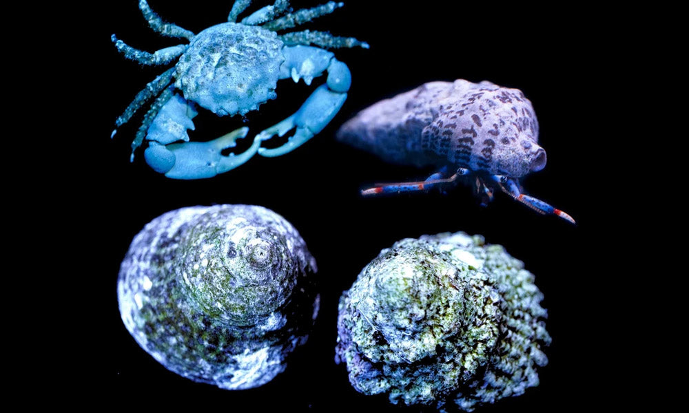 Which Cleanup Critters Should You Have in Your Reef Tank?