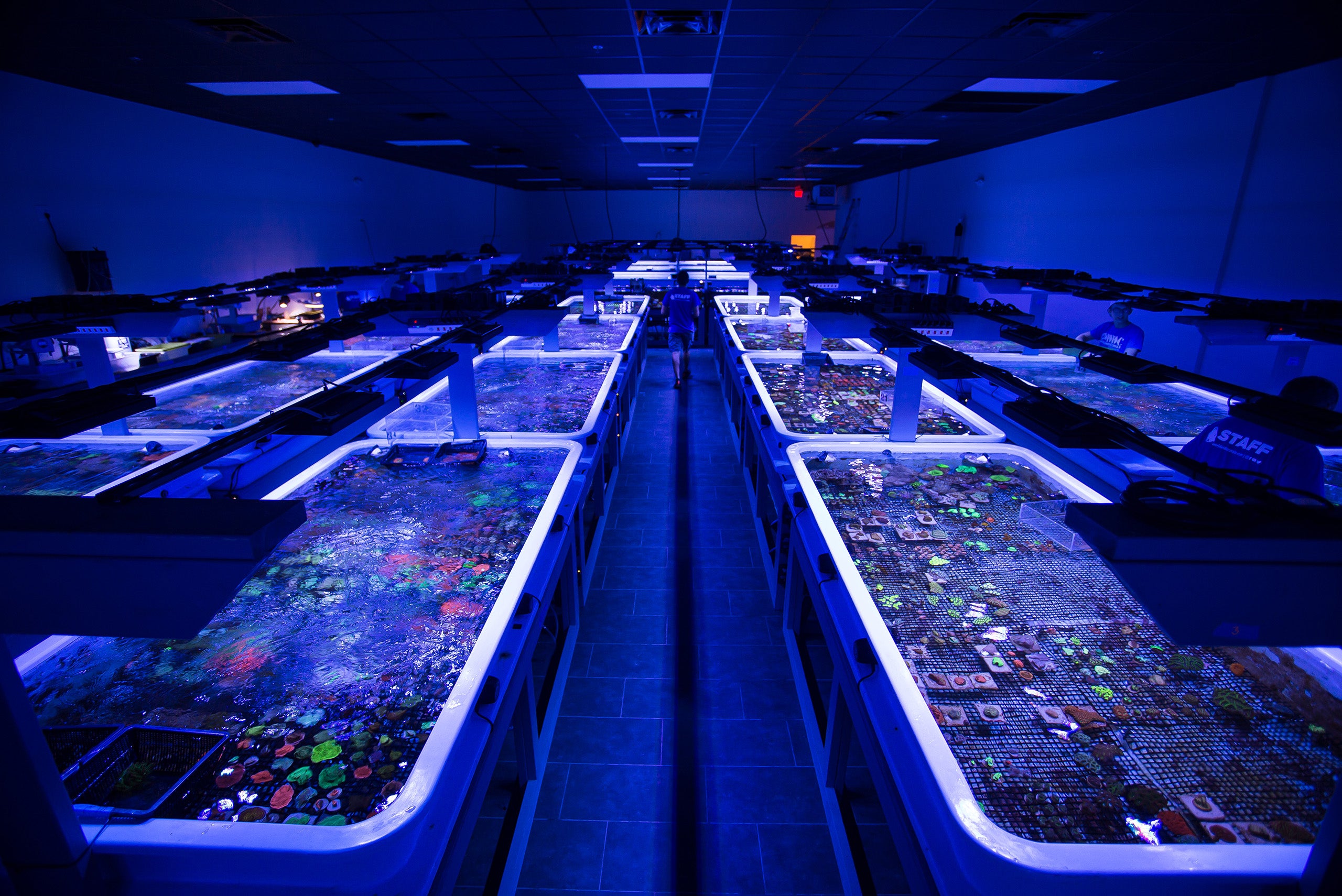 What is Coral Aquaculture: Its Benefits and Importance