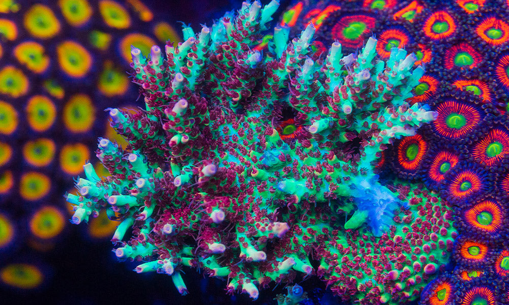 Simple Do’s and Don’ts of Saltwater Aquariums