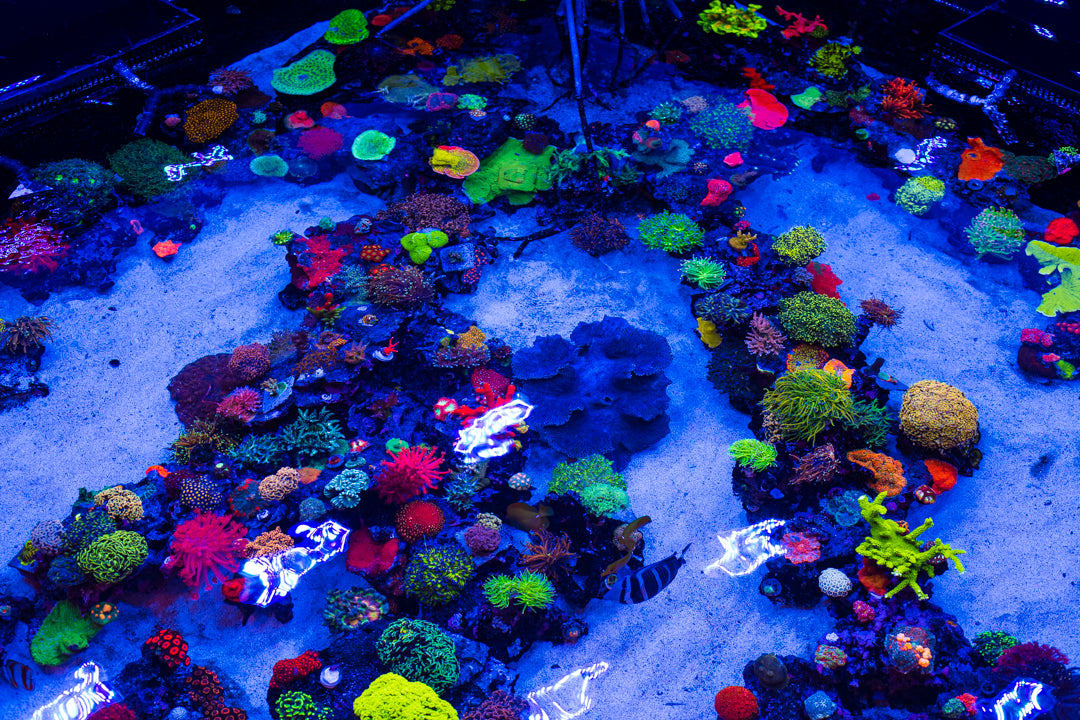 What You Can Do To Help Save Coral Reefs