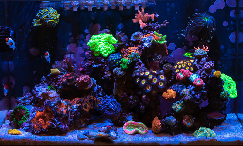 Reef Aquariums: What You Should Know