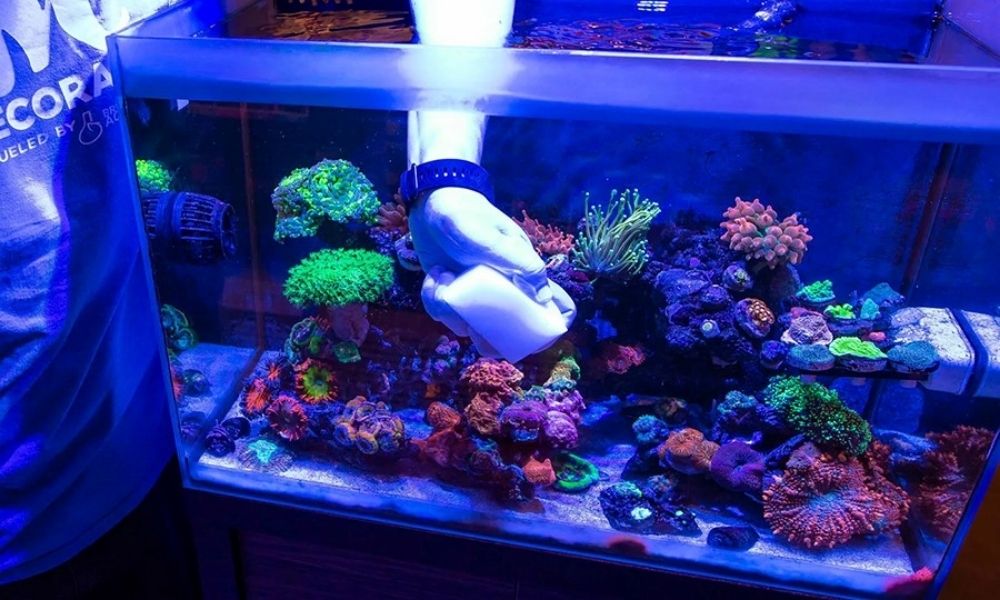 Basic Saltwater Aquarium Maintenance