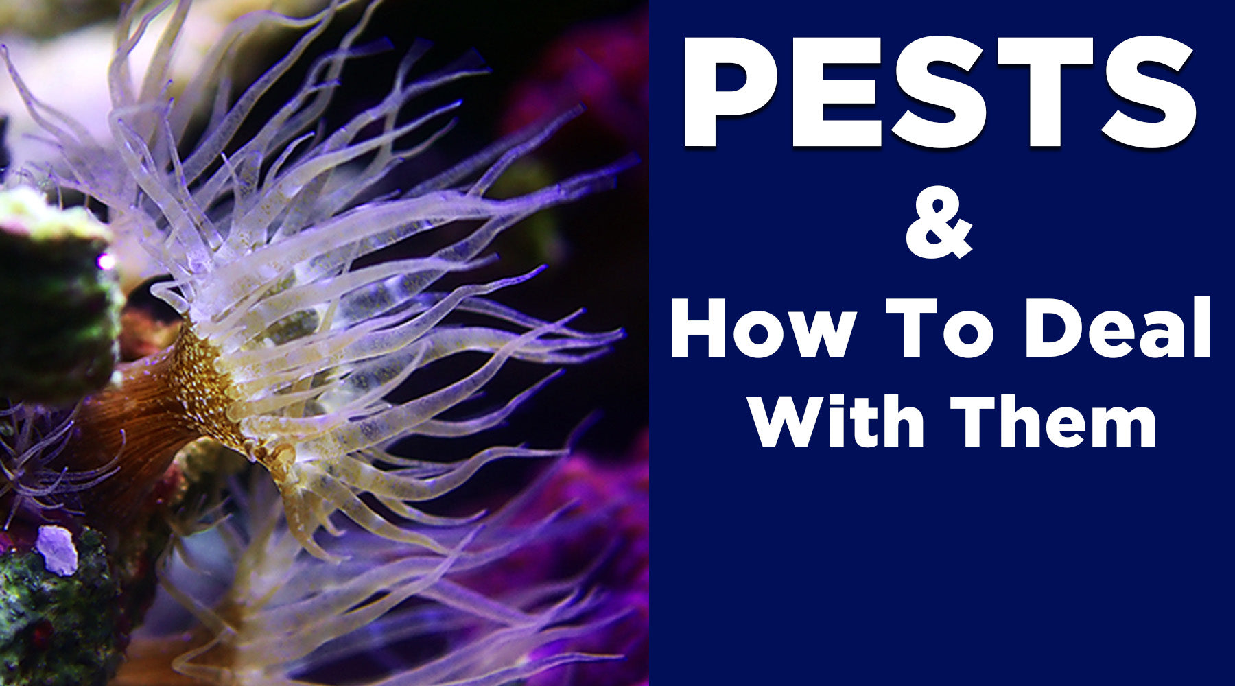 Aquarium Pests & How To Deal With Them