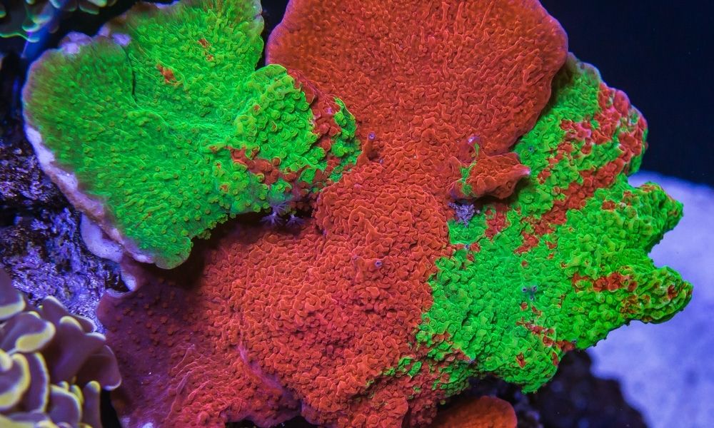 Montipora Coral Placement in a Saltwater Aquarium Tank