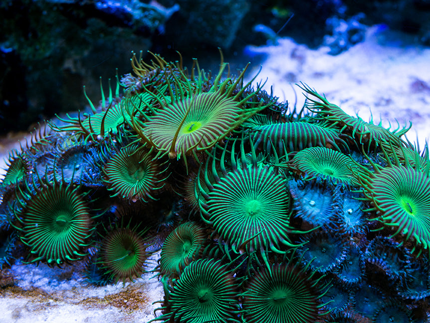 palytoxin poison coral