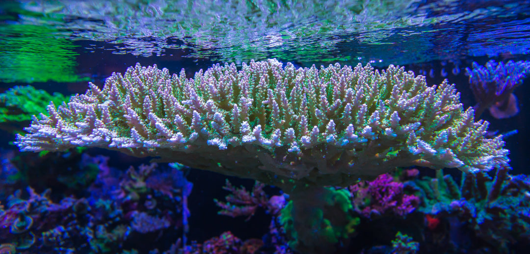 A Beginner’s Guide To Aquascaping Your Aquarium