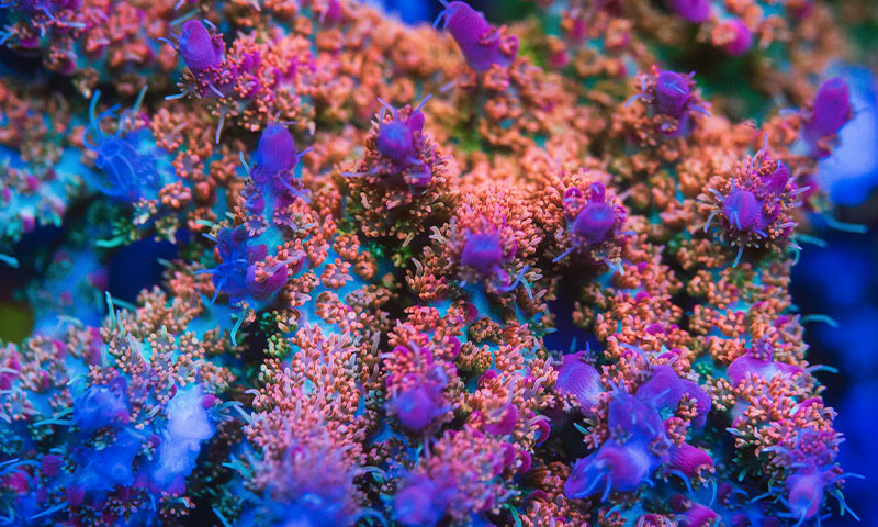 Acropora Coral for Sale - World Wide Corals – Page 3