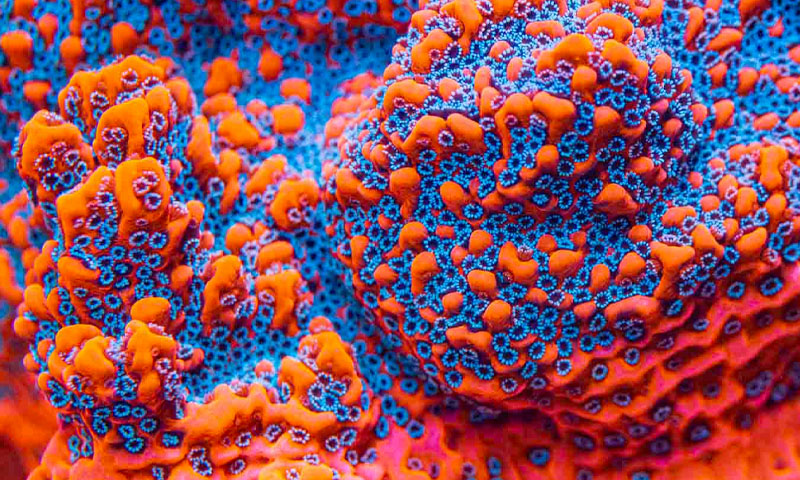 Small Polyp Stony or SPS Corals for Sale