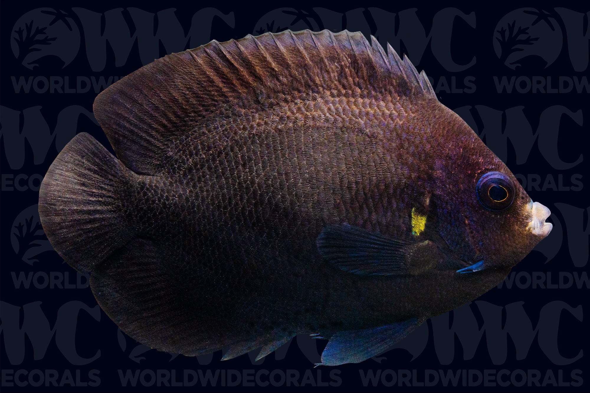 Black Nox Dwarf Angelfish - Sri Lanka