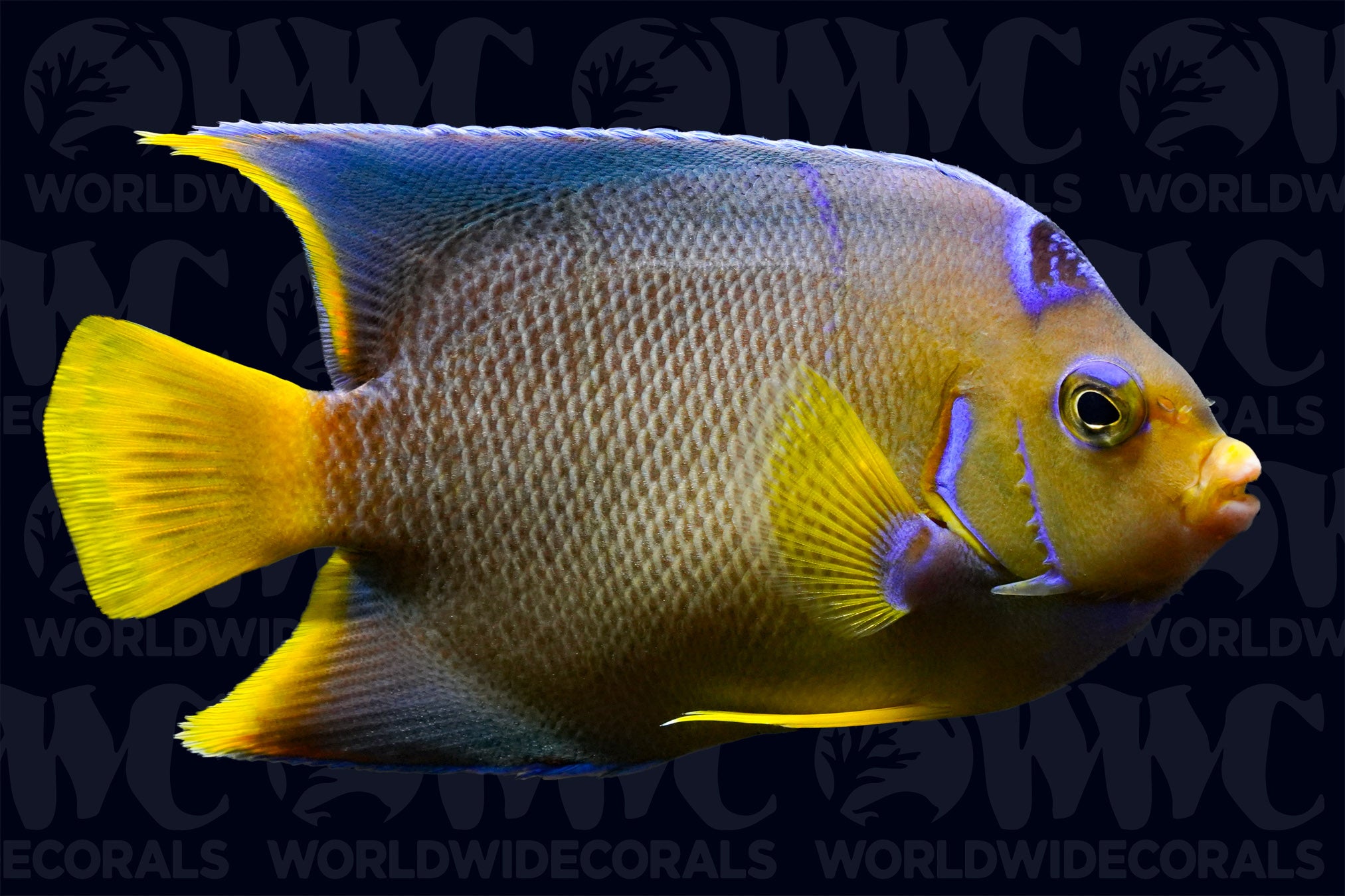 Blue Angelfish - Adult - Caribbeans