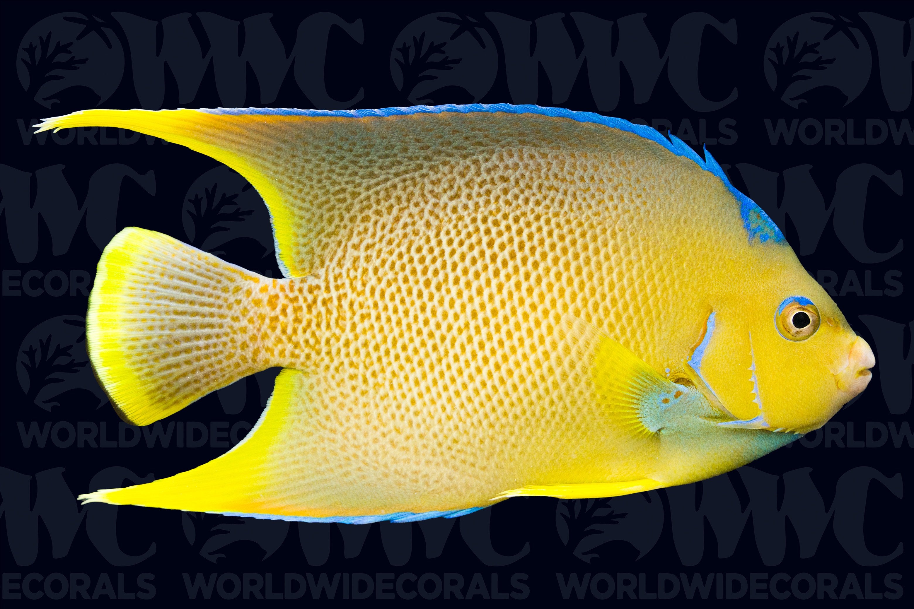 Blue Angelfish - Adult - USA