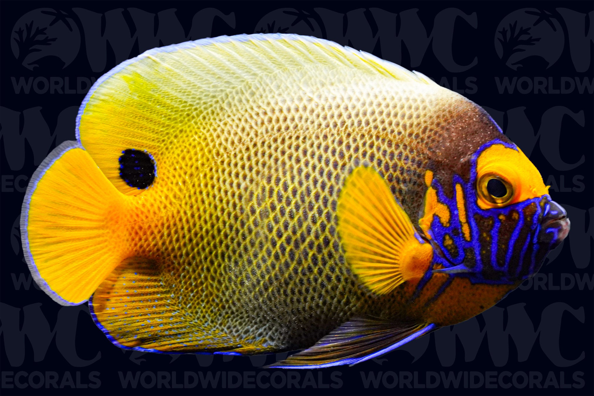 Blue Face Angelfish - Adult - Indian Ocean
