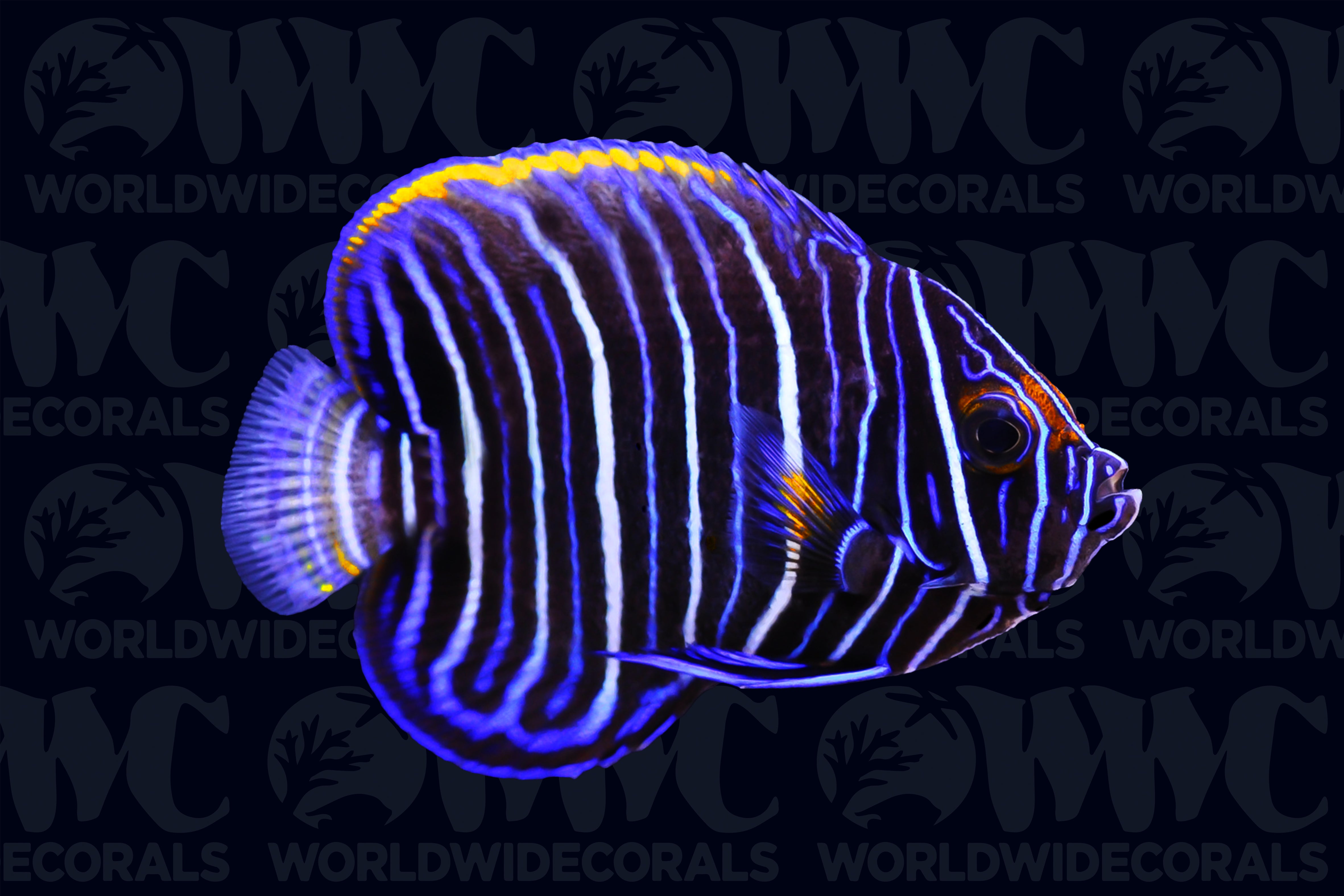 Blue Face Angelfish - Juvenile - Indian Ocean