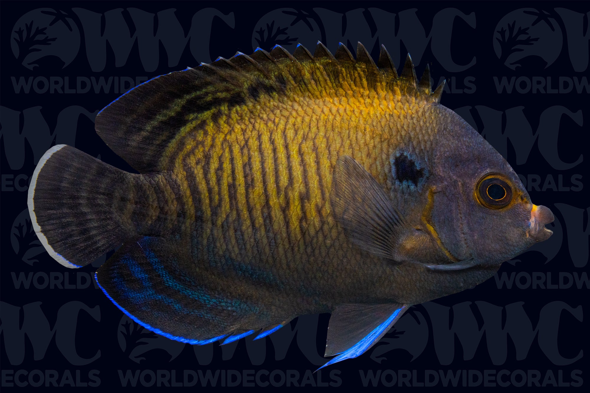 Dusky Dwarf Angelfish - Sri Lanka