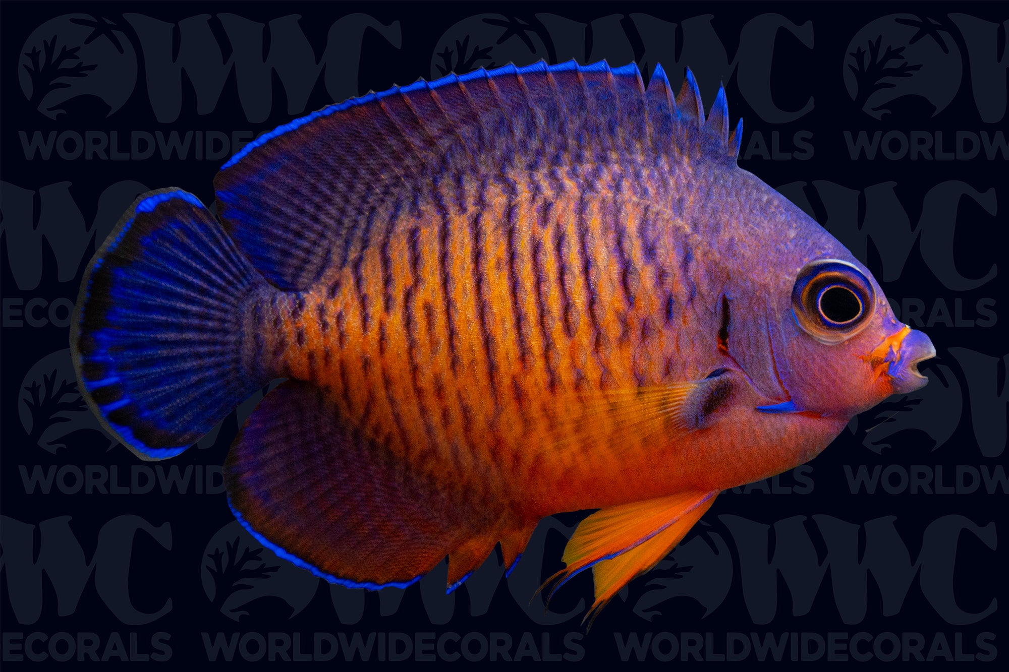 Coral Beauty Dwarf Angelfish - Tonga
