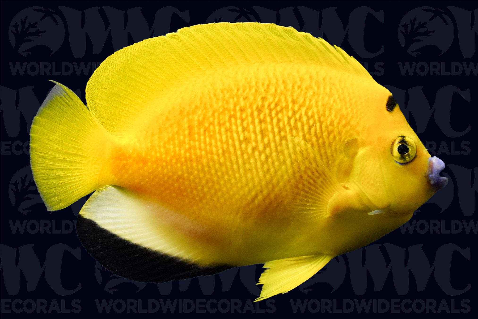 Flagfin Angelfish - Adult - Philippines