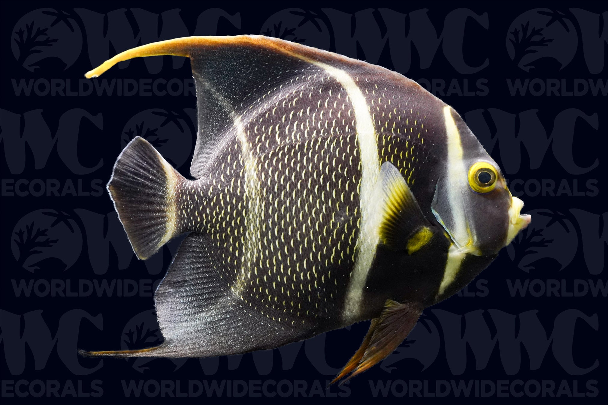 French Angelfish - Adult - Caribbean