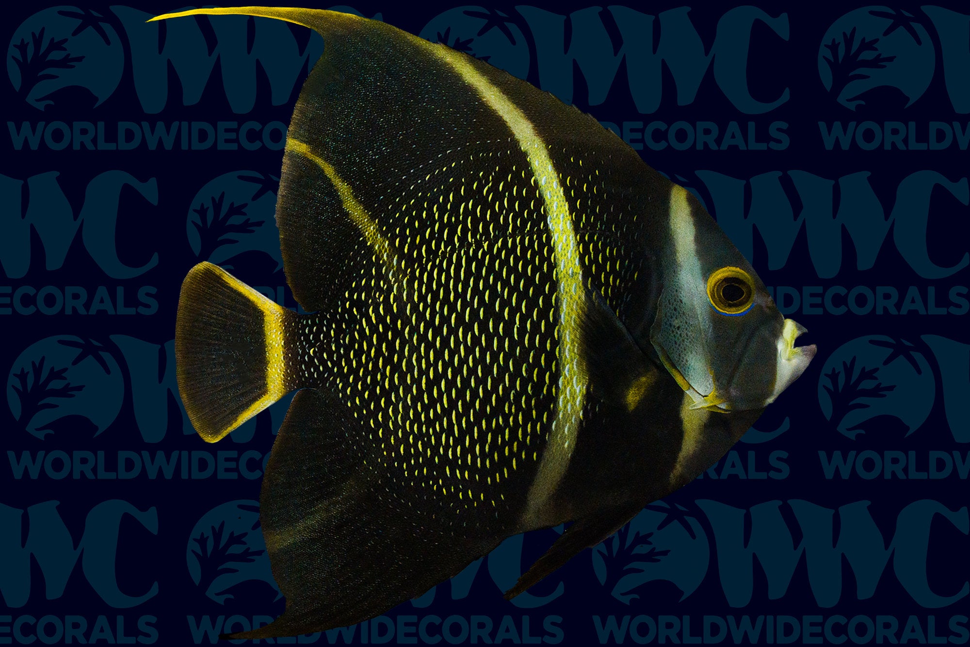 French Angelfish - Adult - USA