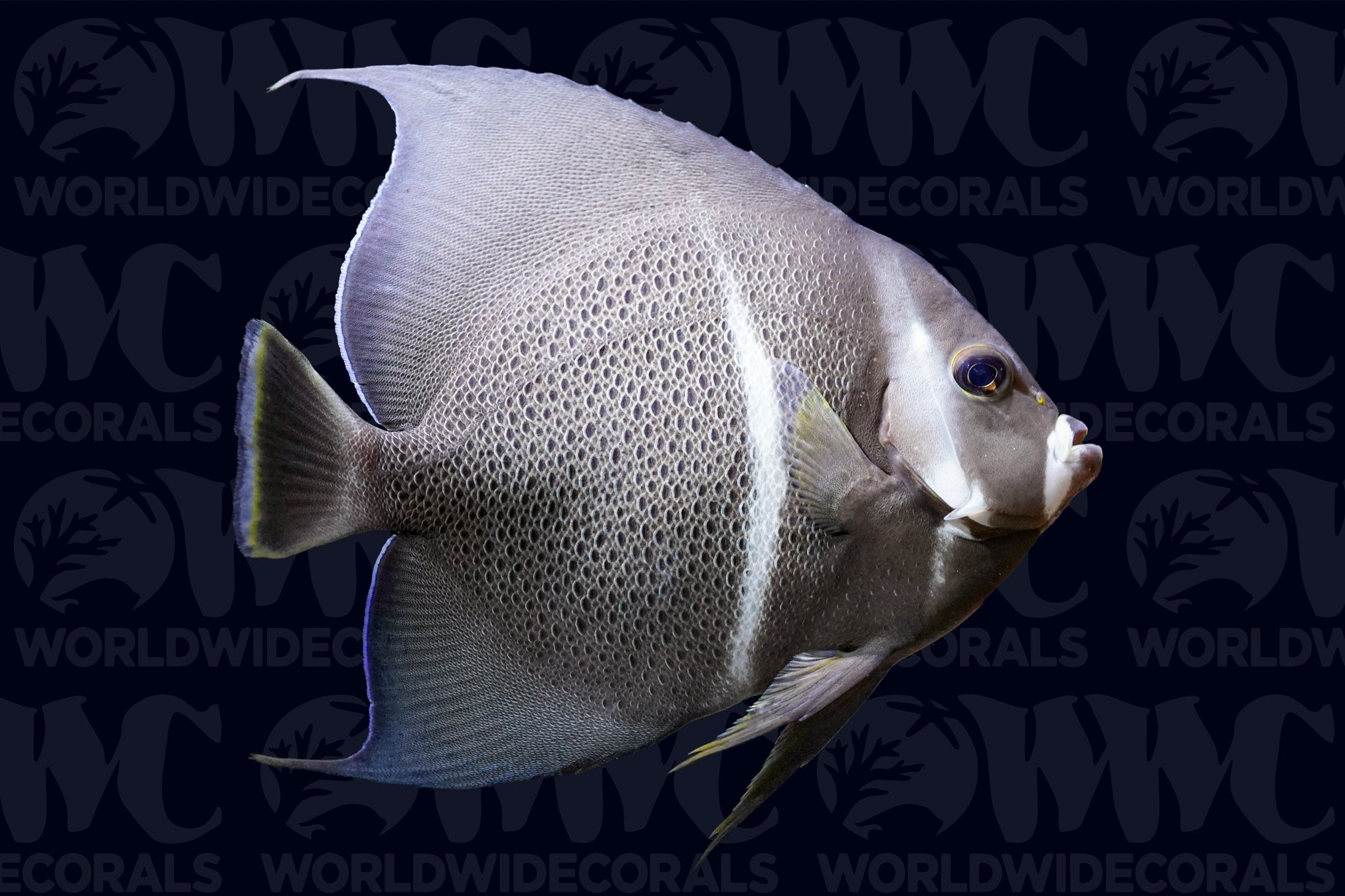 Gray Black Angelfish - Adult - Caribbeans