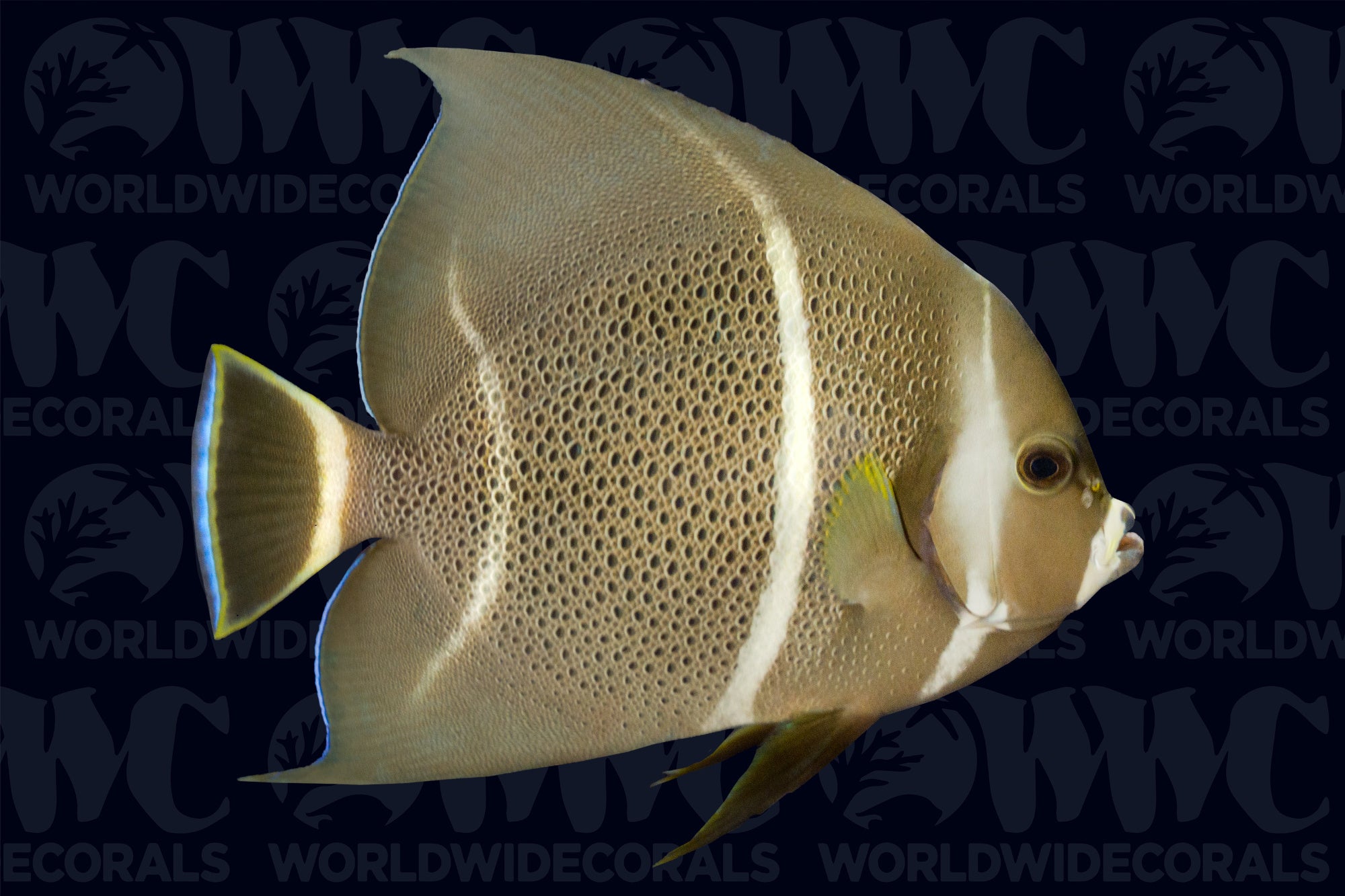 Gray Black Angelfish - Adult - USA