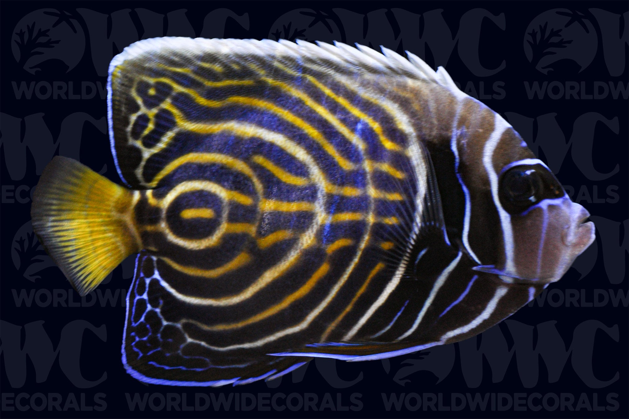 Imperator Angelfish - Changing - Philippines