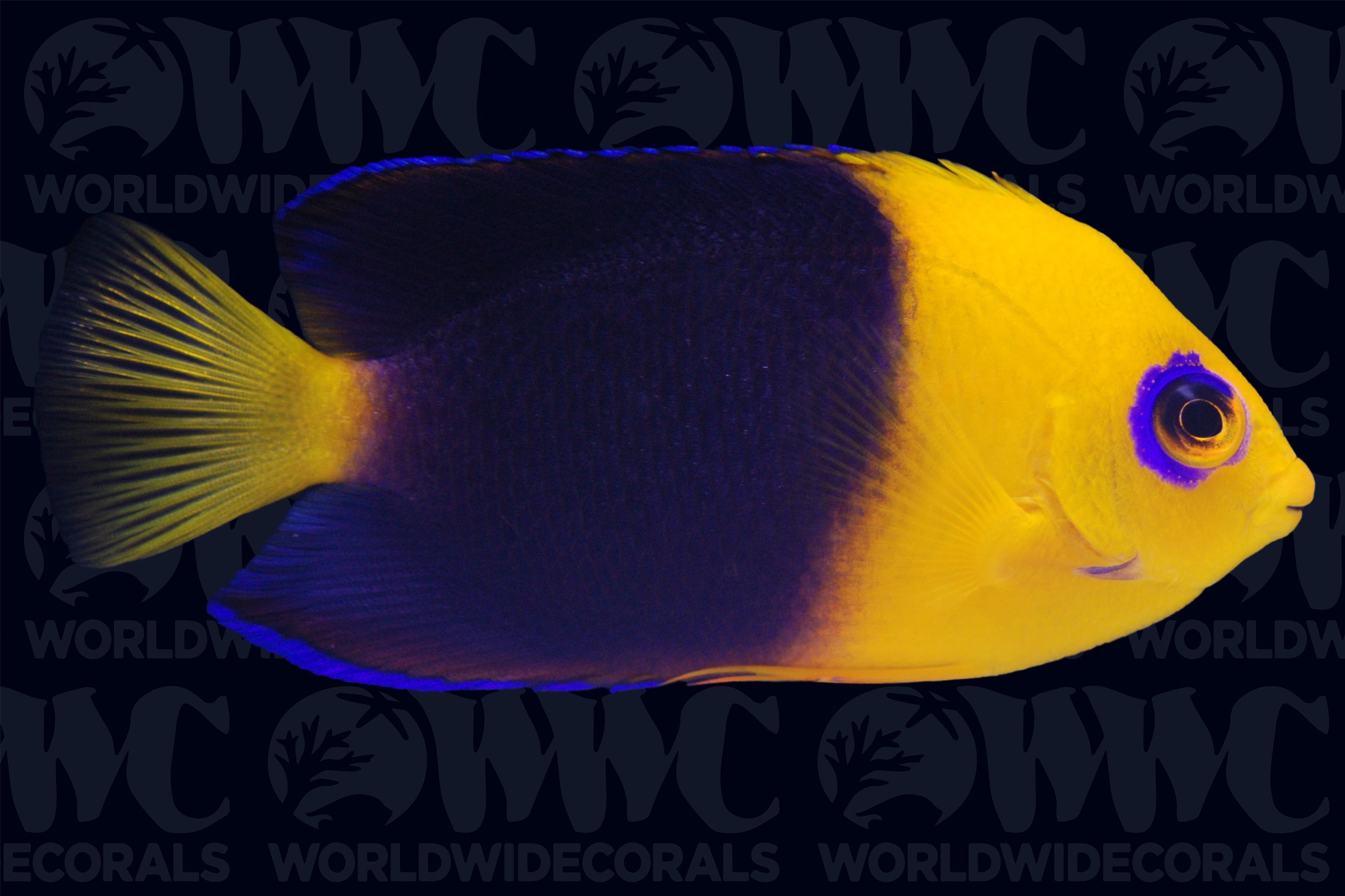 Joculator Pygmy Angelfish - Australia