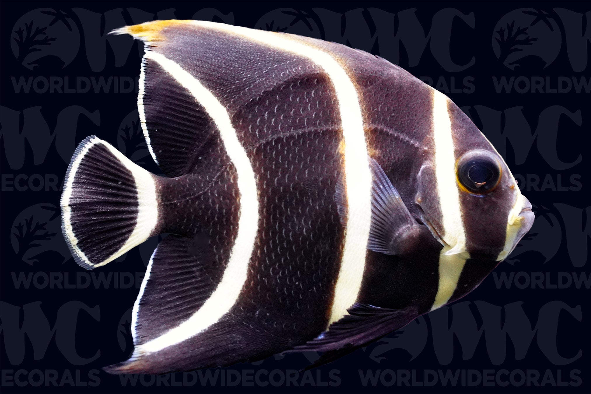 French Angelfish - Juvenile - Brazil