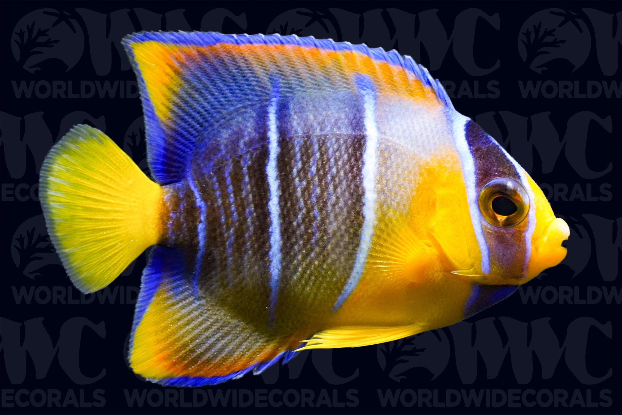 Blue Angelfish - Juvenile - Caribbeans