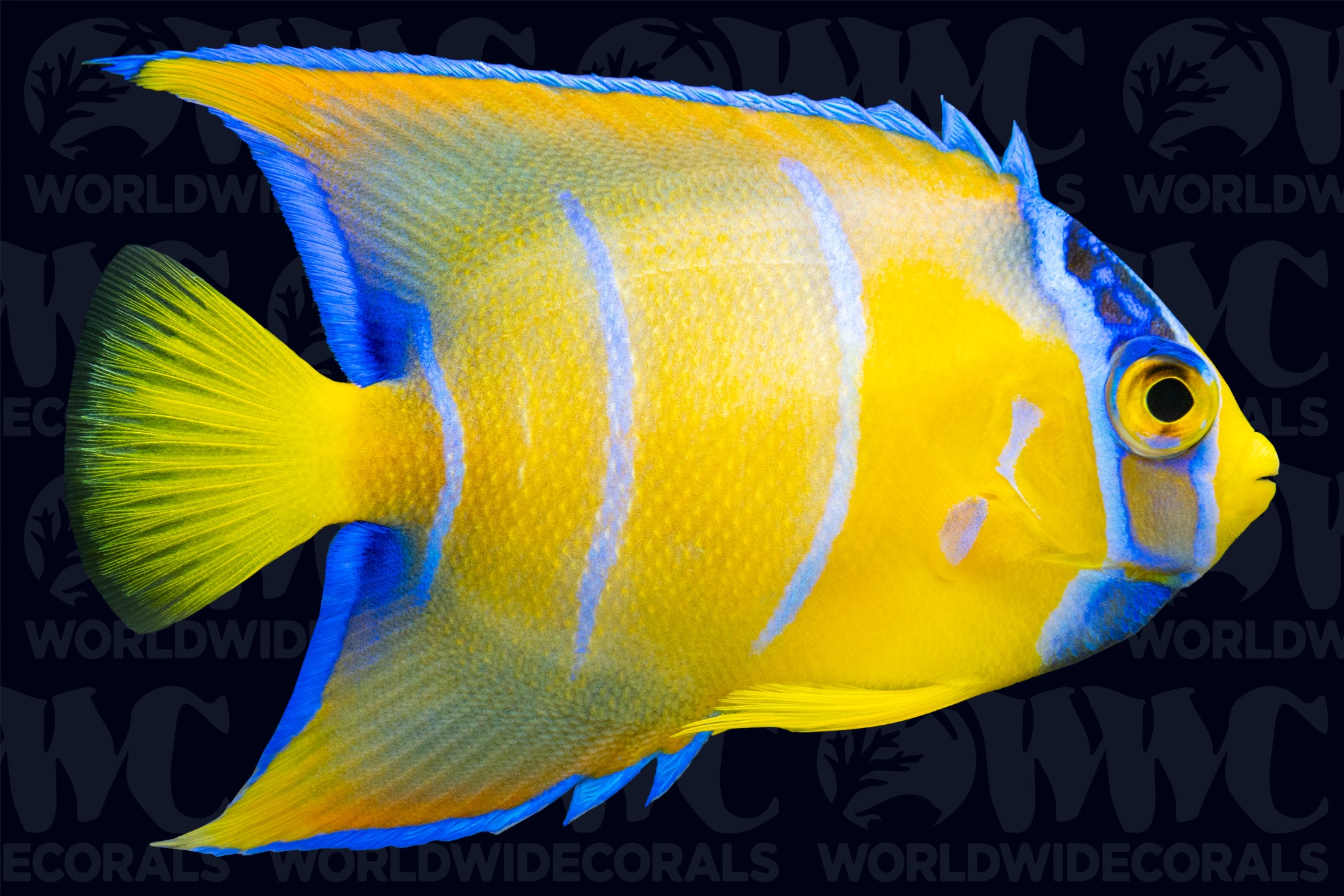 Queen Angelfish - Juvenile - USA