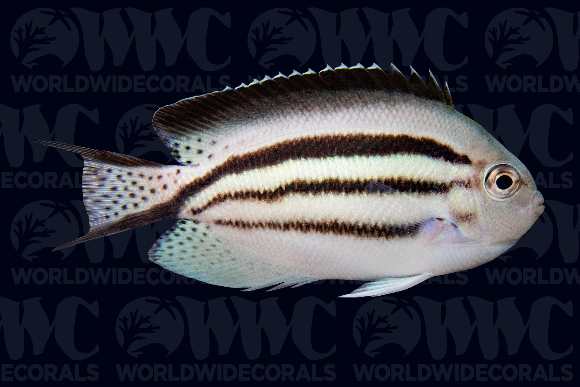 Lamarck Angelfish - Solomon Islands