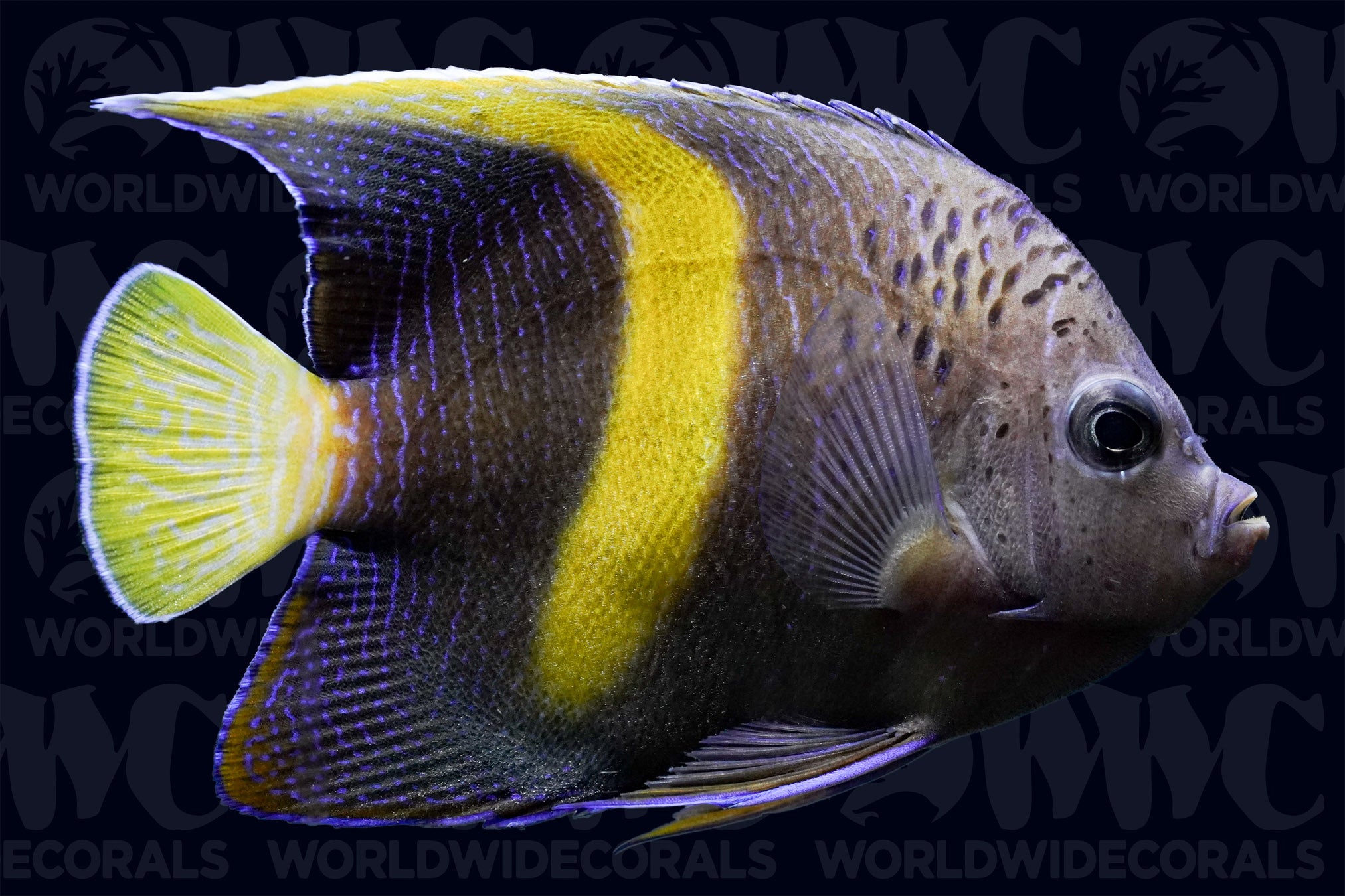 Maculosus Angelfish - Changing - Kenya