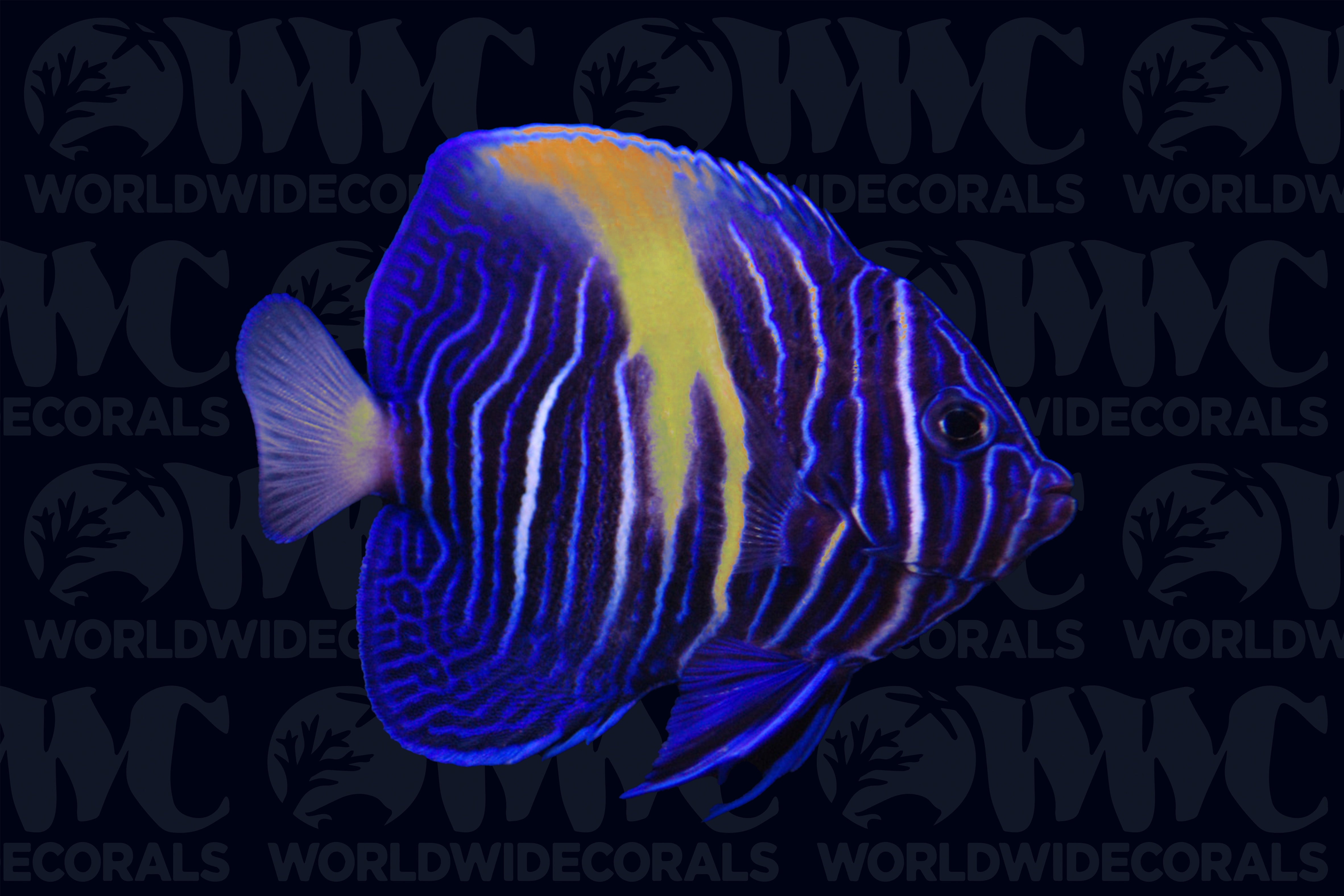 Maculosus Angelfish - Juvenile - Kenya